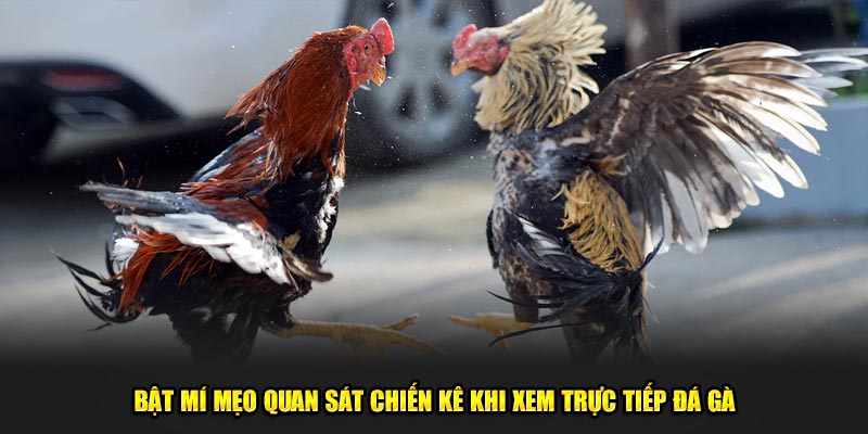 Bật mí mẹo quan sát chiến kê khi xem trực tiếp đá gà