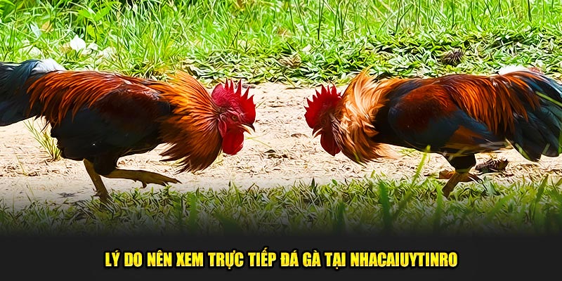 Lý do nên xem trực tiếp đá gà tại Nhà Cái Uy Tín